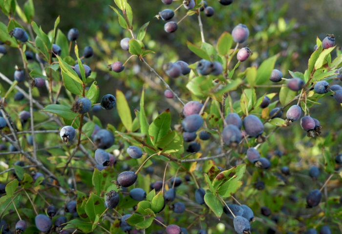 Liquore di mirto di Sardegna 126 17.mirto