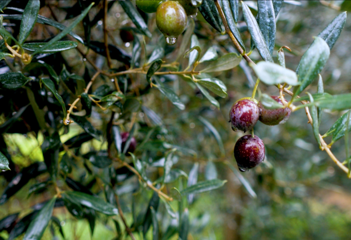 Olio extravergine di oliva, eccellenza di Sardegna 123 20.olio