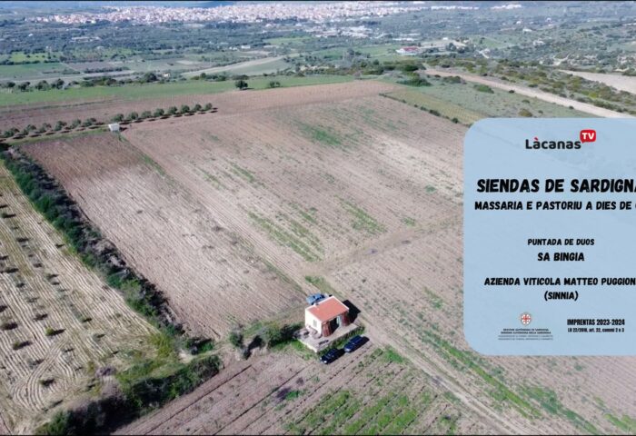 Sa bingia. Azienda viticola Matteo Puggioni 11 02 sa bingia